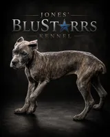 Rico, a male Cane Corso for sale in Anderson, IN – 9 of 10