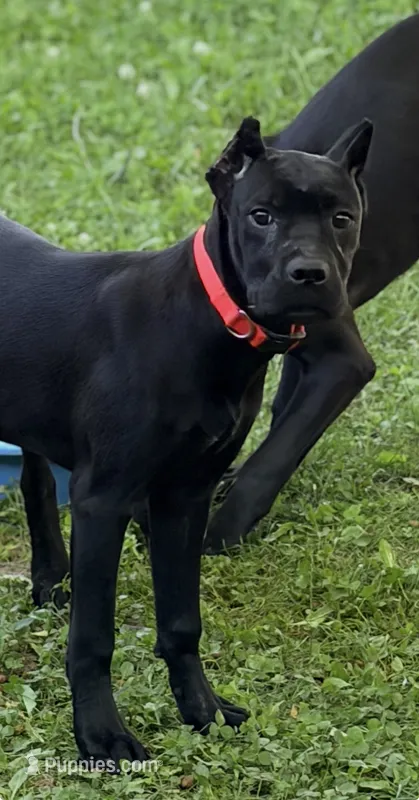 Wynter – Cane Corso puppy for sale in Anderson, IN