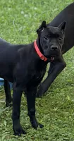 Wynter, a female Cane Corso for sale in Anderson, IN – 1 of 10