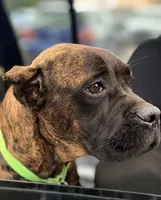 Braxton, a male Cane Corso for sale in Anderson, IN – 6 of 10