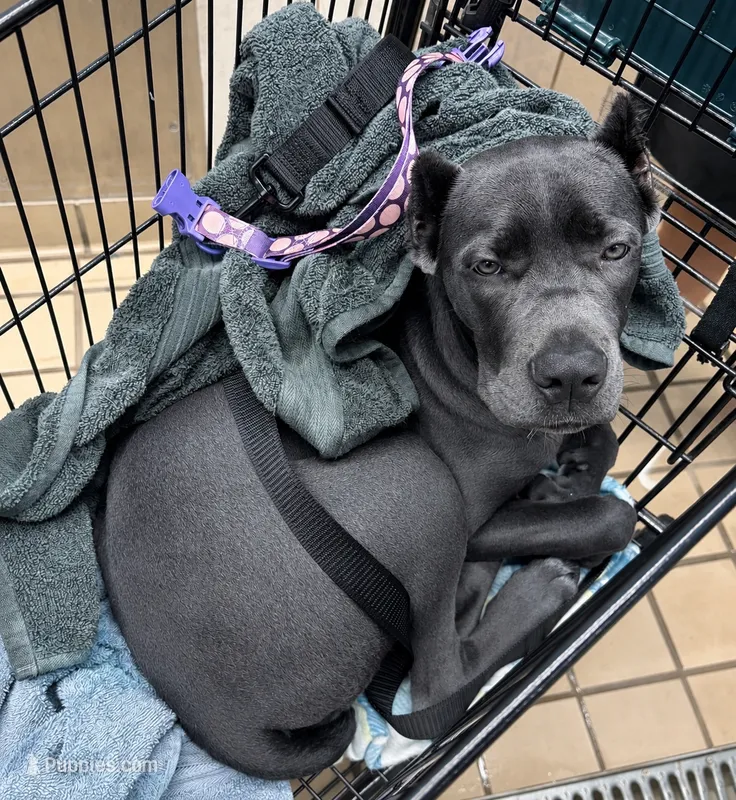 Gianni – Cane Corso puppy for sale in Anderson, IN