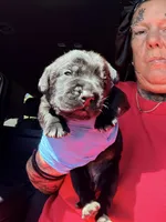 Velvet , a female Cane Corso for sale in Anderson, IN – 6 of 6