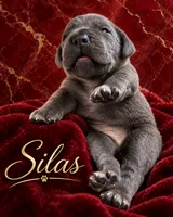 Silas, a male Cane Corso for sale in Anderson, IN – 4 of 10