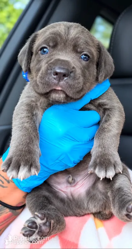Milan – Cane Corso puppy for sale in Anderson, IN