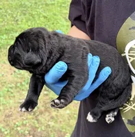 Whisper , a female Cane Corso for sale in Anderson, IN – 2 of 5