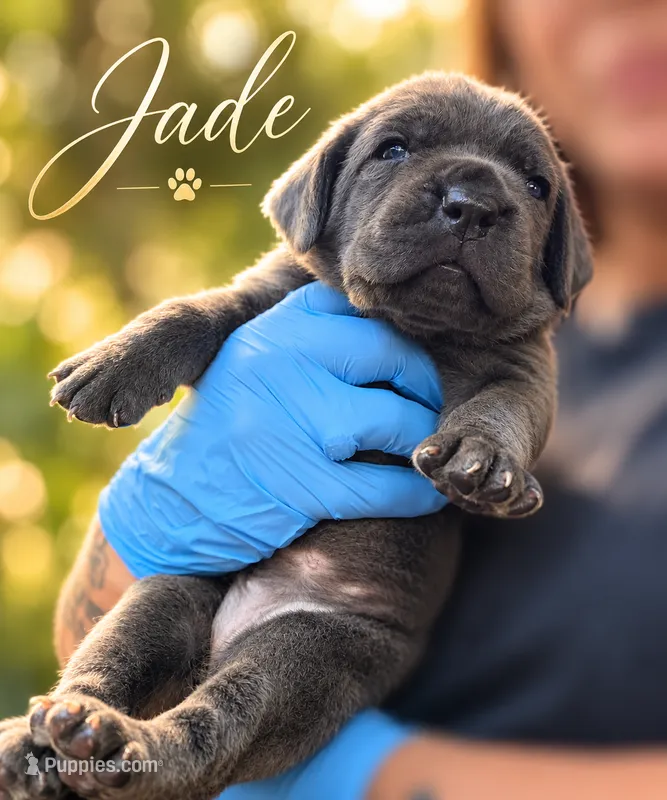 Jade  – Cane Corso puppy for sale in Anderson, IN