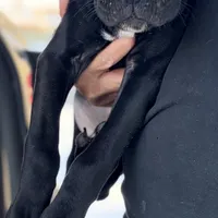 Isaiah, a male Cane Corso for sale in Anderson, IN – Photo 6 of 9