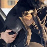 Isaiah, a male Cane Corso for sale in Anderson, IN – Photo 8 of 9