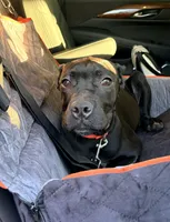 Wynter, a female Cane Corso for sale in Anderson, IN – 5 of 10
