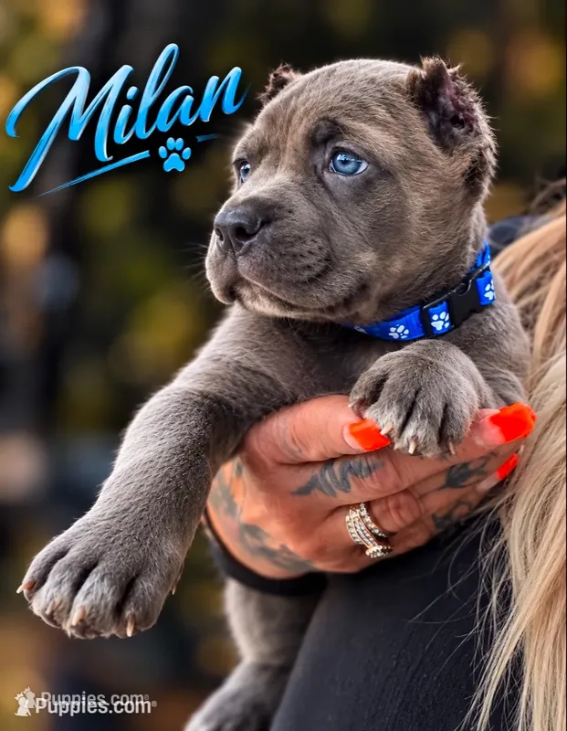 Milan – Cane Corso puppy for sale in Anderson, IN