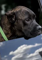 Braxton, a male Cane Corso for sale in Anderson, IN – 10 of 10