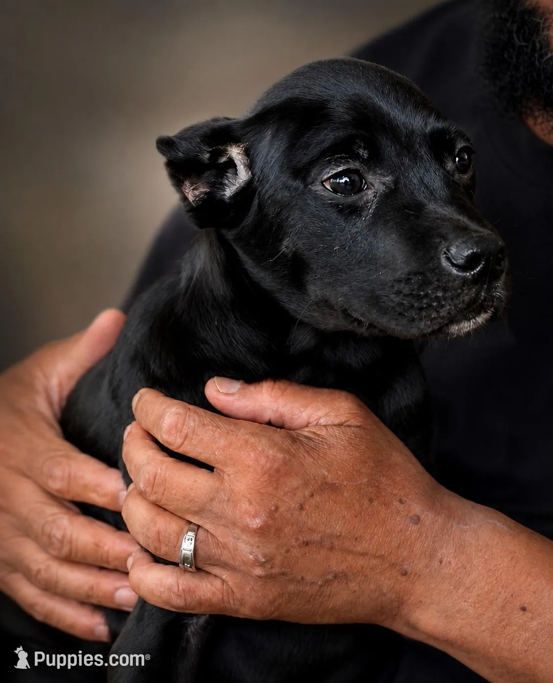 Lorenzo, a male Cane Corso for sale in Anderson, IN – 3 of 10
