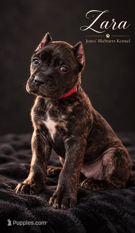 Zara – Cane Corso puppy for sale in Anderson, IN