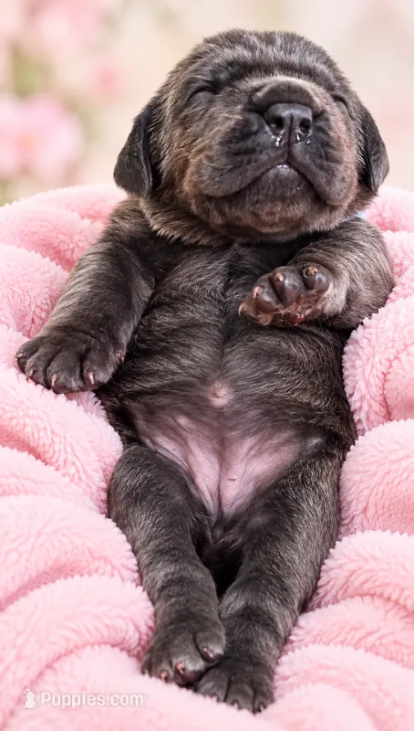 Jade  – Cane Corso puppy for sale in Anderson, IN