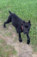 Wynter, a female Cane Corso for sale in Anderson, IN – 7 of 10