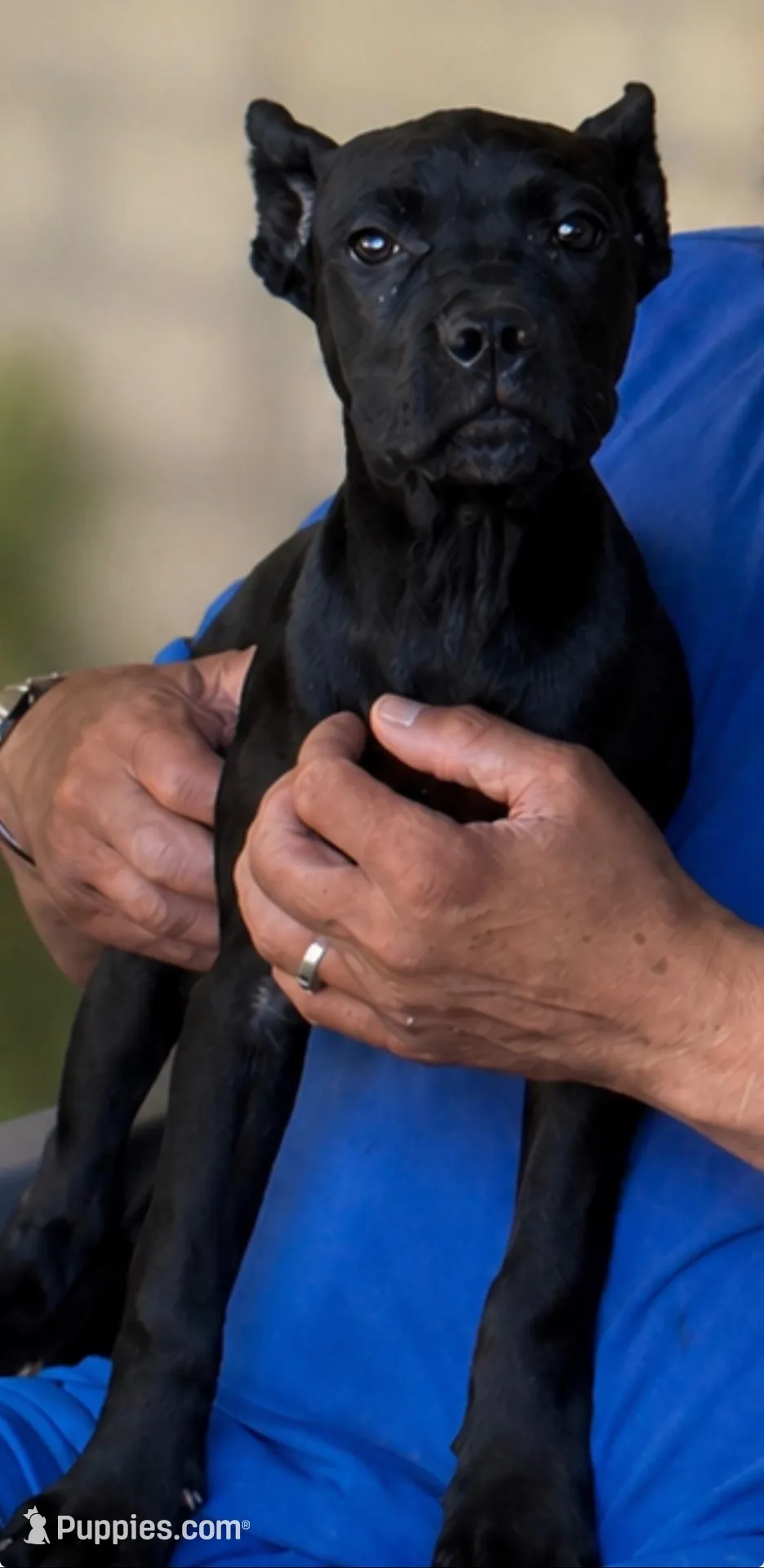 Wynter, a female Cane Corso for sale in Anderson, IN – 6 of 10