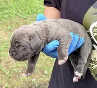 Milan, a male Cane Corso for sale in Anderson, IN – 7 of 7