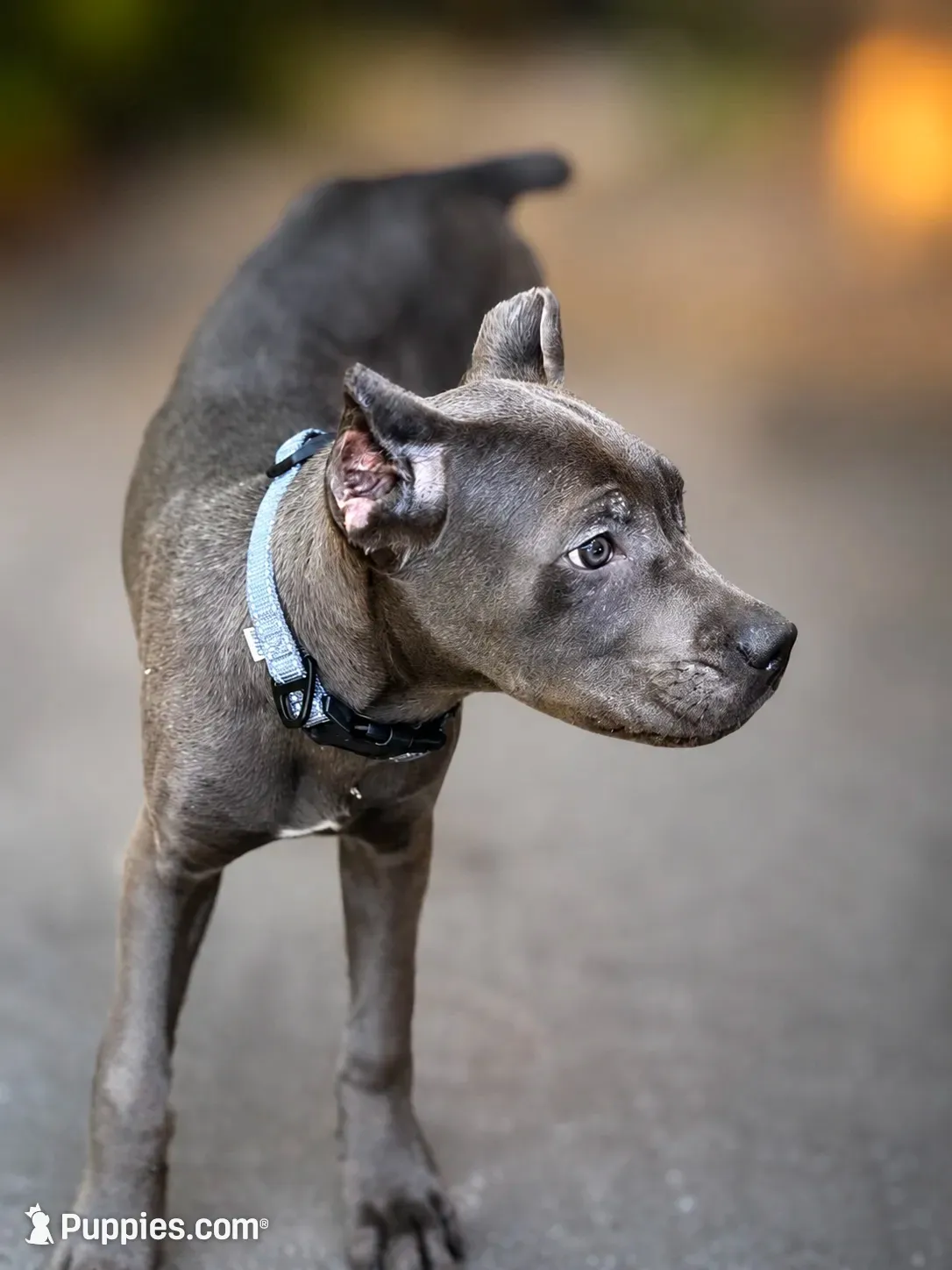 Mystic, a male Cane Corso for sale in Anderson, IN – 2 of 10