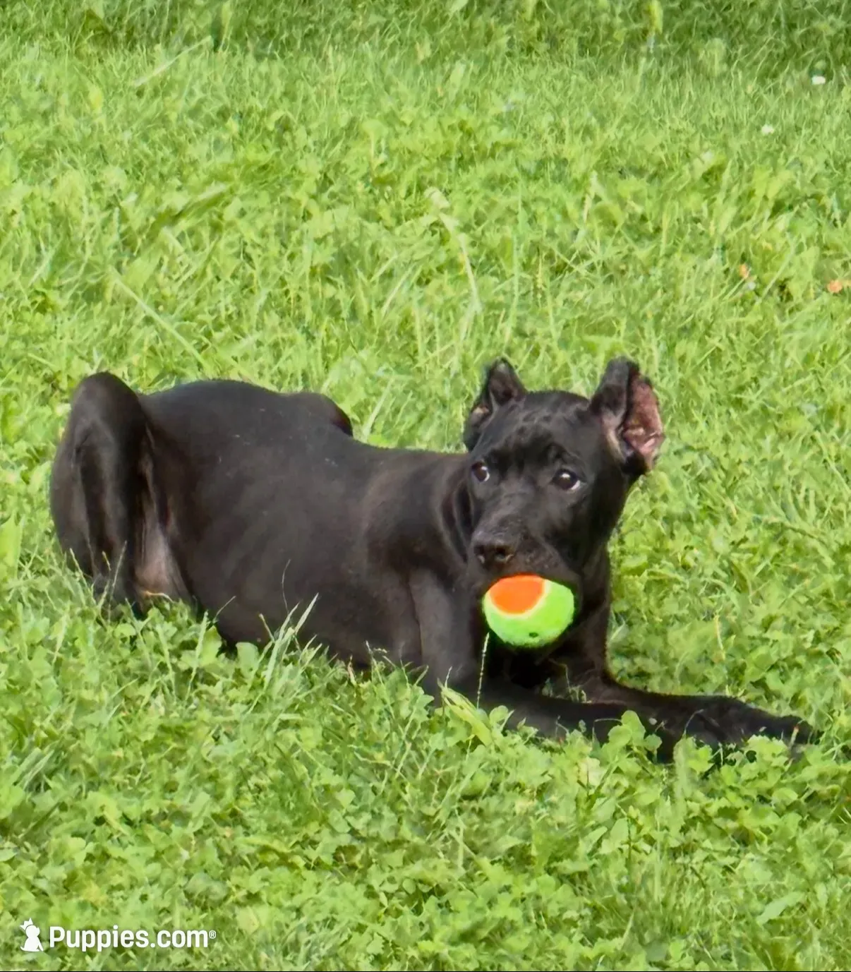 Evvie, a female Cane Corso for sale in Anderson, IN – 4 of 10