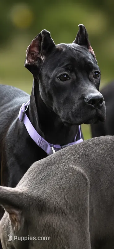 Sky – Cane Corso puppy for sale in Anderson, IN