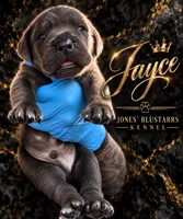 Jayce, a male Cane Corso for sale in Anderson, IN – 7 of 8