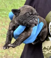 Zara, a female Cane Corso for sale in Anderson, IN – 4 of 7