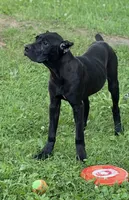 Sky, a female Cane Corso for sale in Anderson, IN – 10 of 10