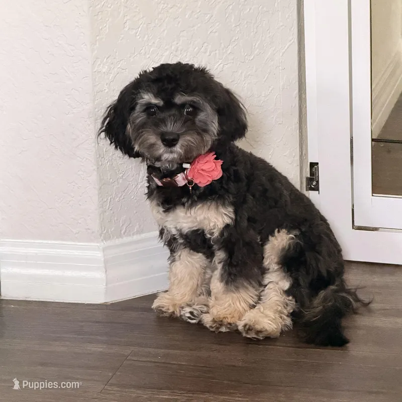 Sadie – Cavapoo puppy for sale in Palm Beach Gardens, FL