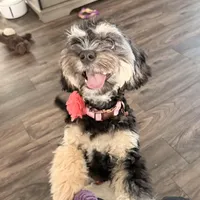 Sadie, a female Cavapoo for sale in Palm Beach Gardens, FL – Photo 4 of 5