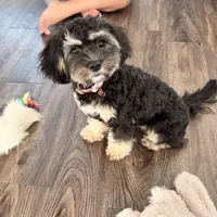 Sadie, a female Cavapoo for sale in Palm Beach Gardens, FL – Photo 2 of 5