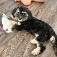 Sadie, a female Cavapoo for sale in Palm Beach Gardens, FL – Photo 3 of 5