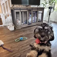 Sadie, a female Cavapoo for sale in Palm Beach Gardens, FL – Photo 5 of 5