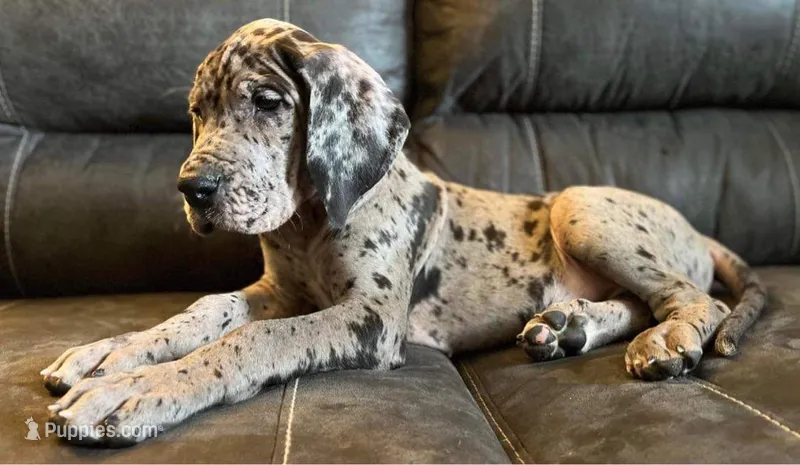 Euro – Great Dane puppy for sale in Covington, VA