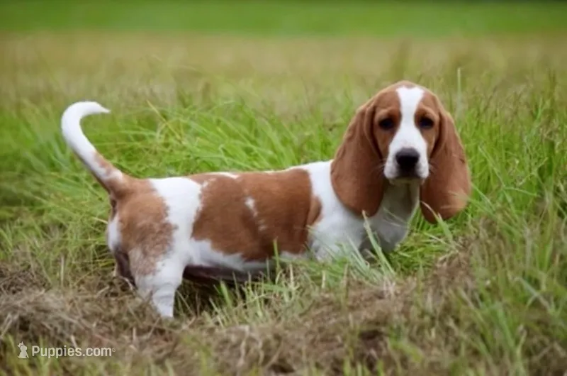 BASSET HOUND PUPPY – Basset Hound puppy for sale in Cross City, FL