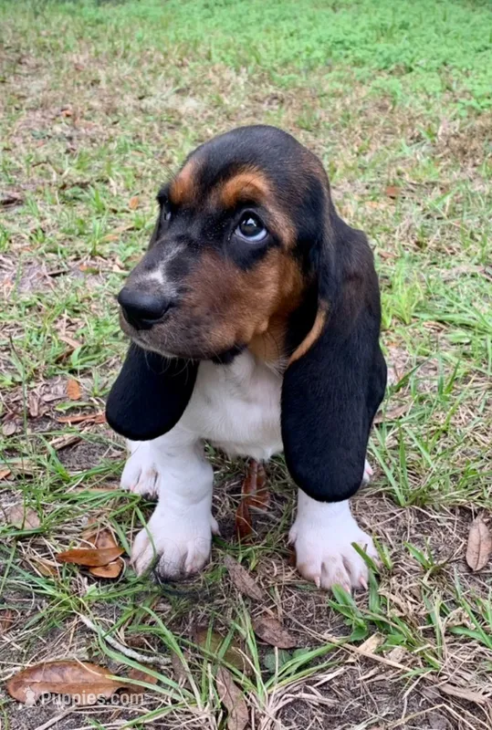 BASSET HOUND PUPPY – Basset Hound puppy for sale in Cross City, FL