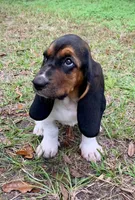 BASSET HOUND PUPPY, a male Basset Hound for sale in Cross City, FL – 1 of 1