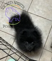 AKC FERNANDO , a male Pomeranian for sale in Watkins Glen, NY – 2 of 10