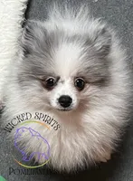 AKC BATMAN, a male Pomeranian for sale in Watkins Glen, NY – 7 of 8