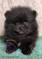 AKC GEORGE, a male Pomeranian for sale in Watkins Glen, NY – 8 of 8