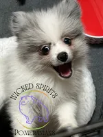 AKC BATMAN, a male Pomeranian for sale in Watkins Glen, NY – 6 of 8