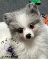 AKC BATMAN, a male Pomeranian for sale in Watkins Glen, NY – 5 of 8