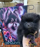 AKC GEORGE, a male Pomeranian for sale in Watkins Glen, NY – 5 of 8