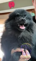 AKC GEORGE, a male Pomeranian for sale in Watkins Glen, NY – 3 of 8