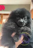 AKC GEORGE, a male Pomeranian for sale in Watkins Glen, NY – 2 of 8