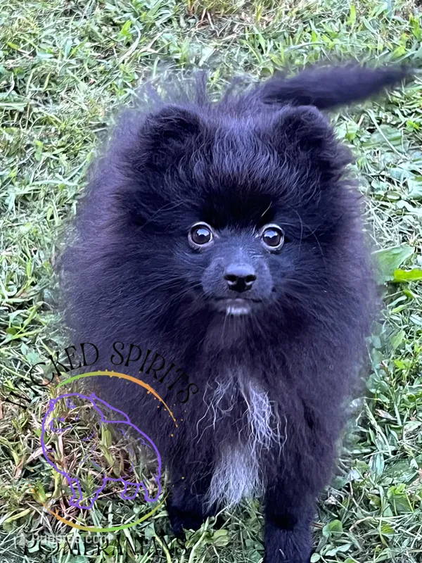 AKC FERNANDO  – Pomeranian puppy for sale in Watkins Glen, NY