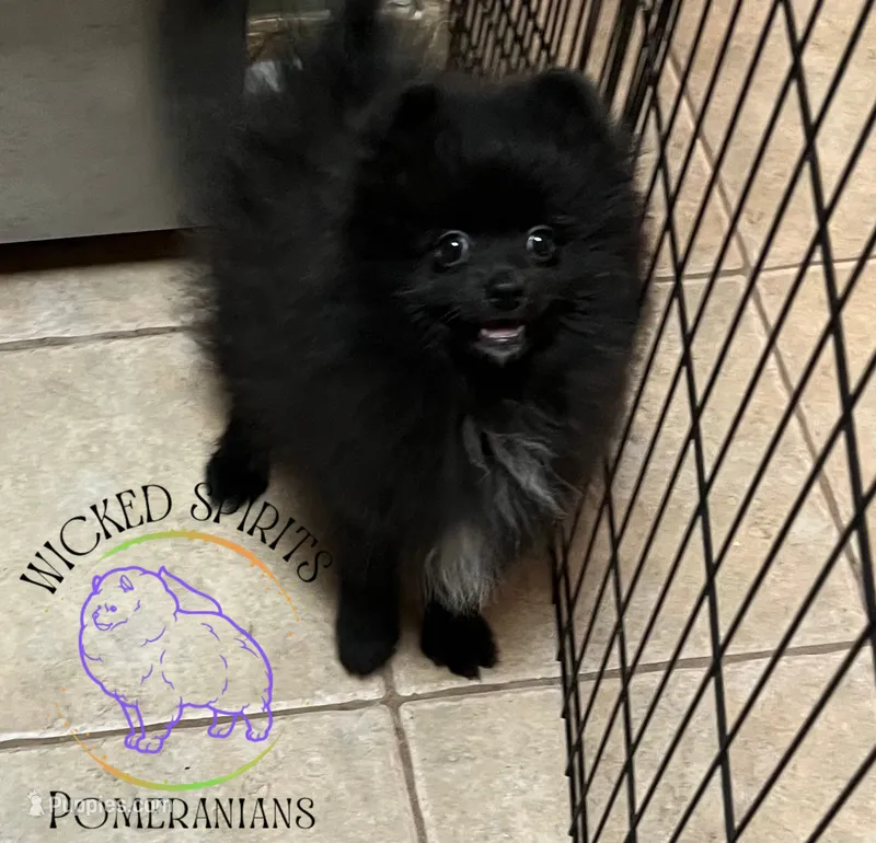 AKC FERNANDO  – Pomeranian puppy for sale in Watkins Glen, NY