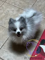 AKC BATMAN, a male Pomeranian for sale in Watkins Glen, NY – 2 of 8