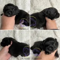 AKC FERNANDO , a male Pomeranian for sale in Watkins Glen, NY – 8 of 8