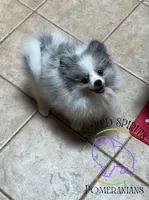 AKC BATMAN, a male Pomeranian for sale in Watkins Glen, NY – 4 of 8