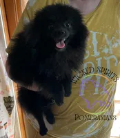 GEORGE, a male Pomeranian for sale in Watkins Glen, NY – 2 of 10